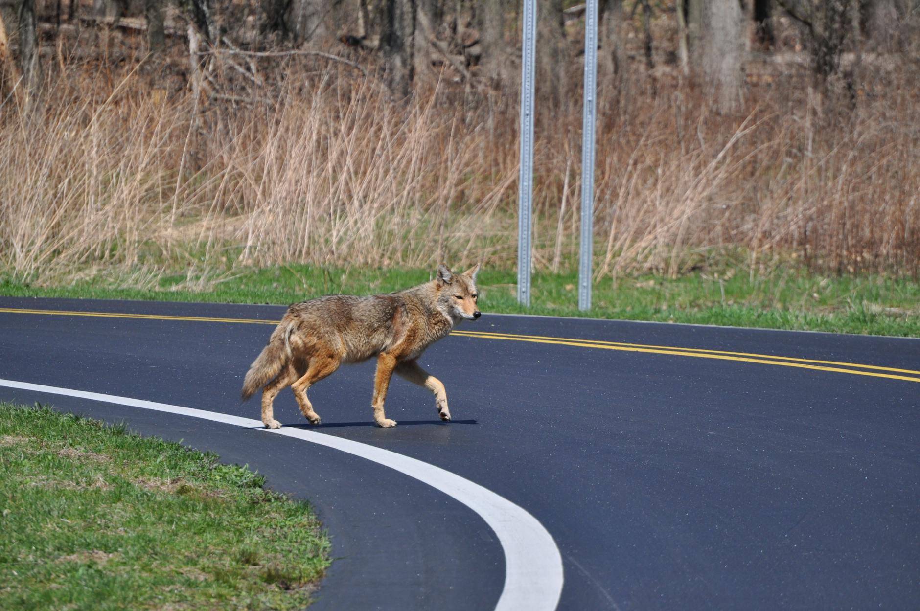 brown coyote crossing the curve roadway