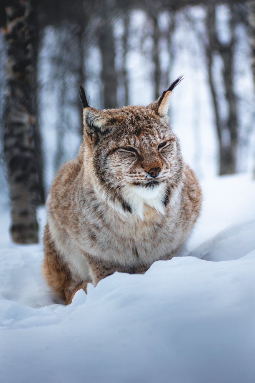 lynx in forest covered with snow