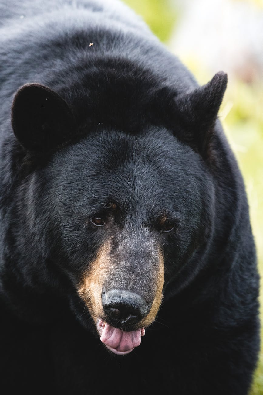 a black bear