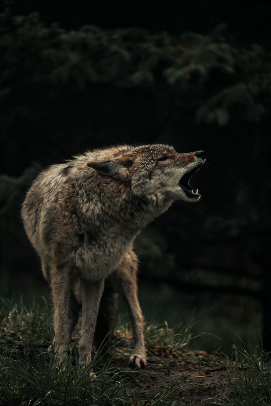 howling wolf in summer scenery