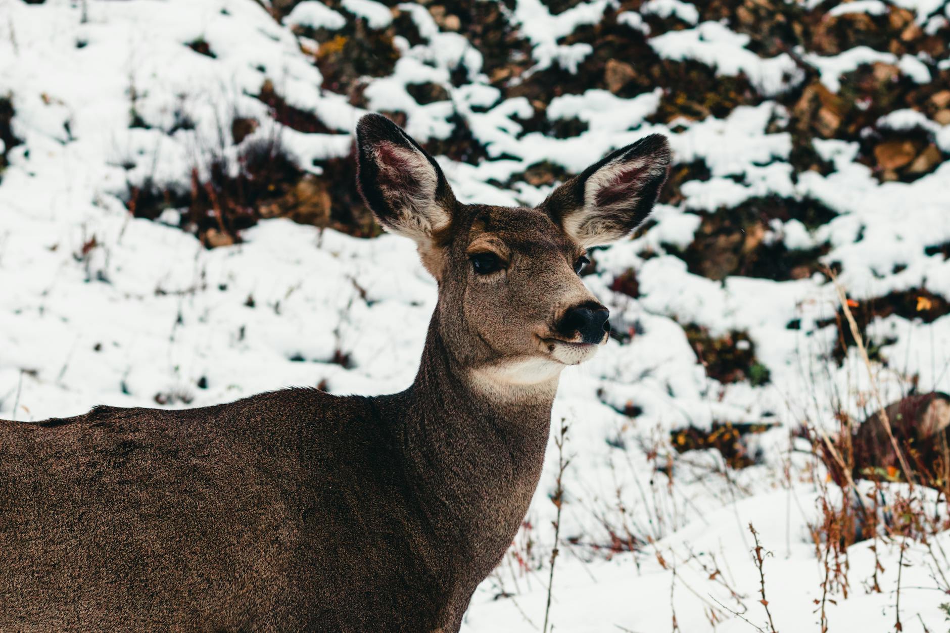 waterton lakes national park