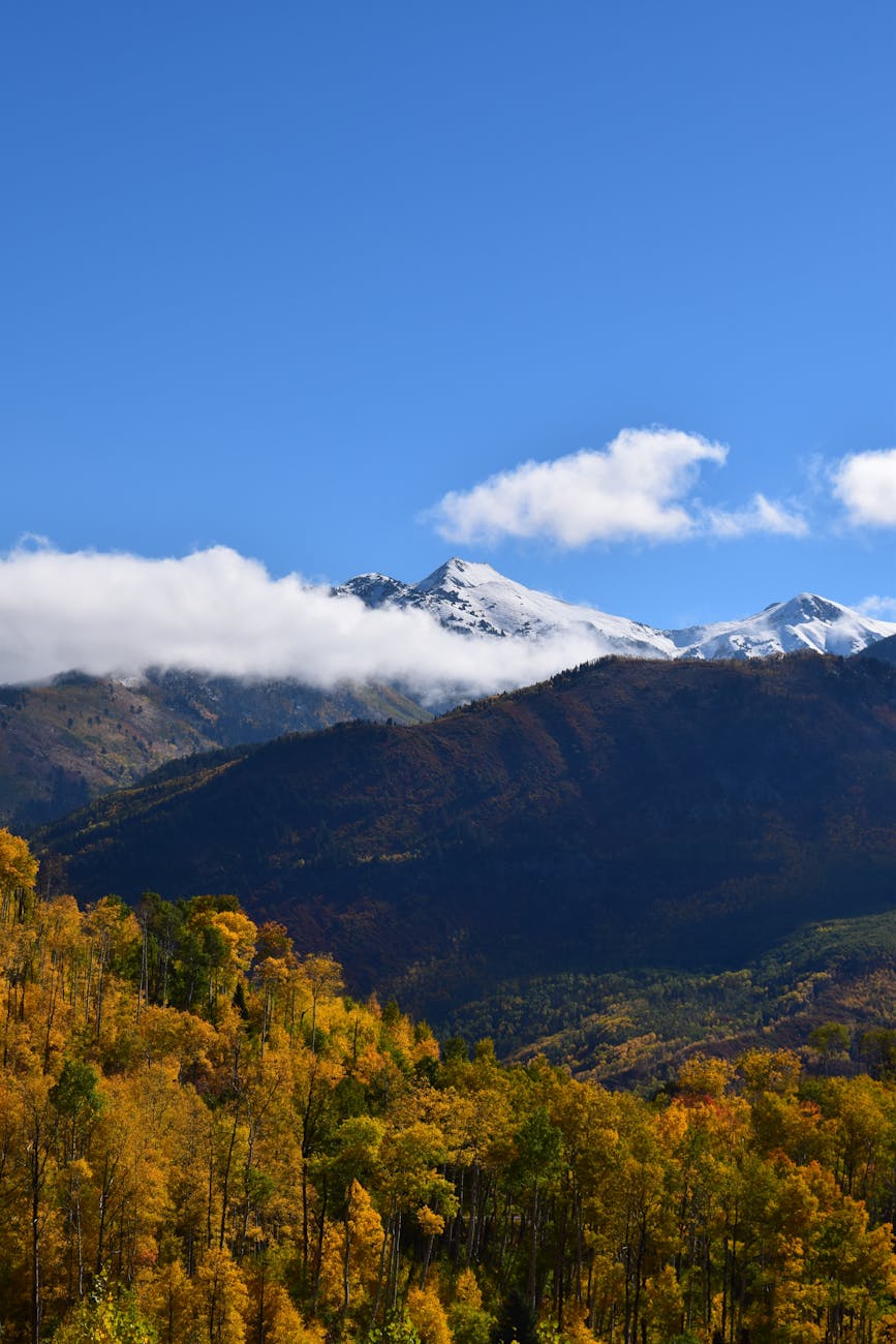 forest with mountains in the background