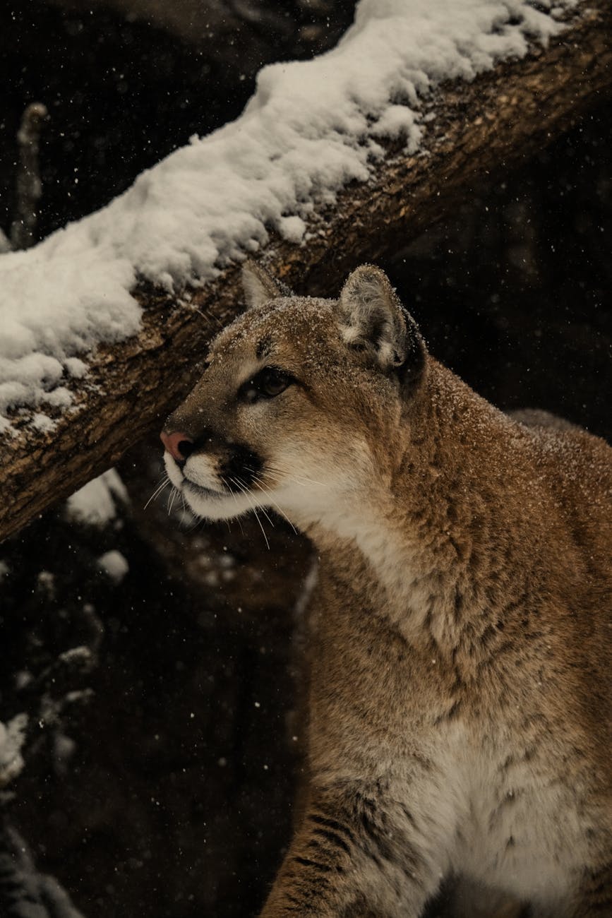 snowy mountain lion in winter forest