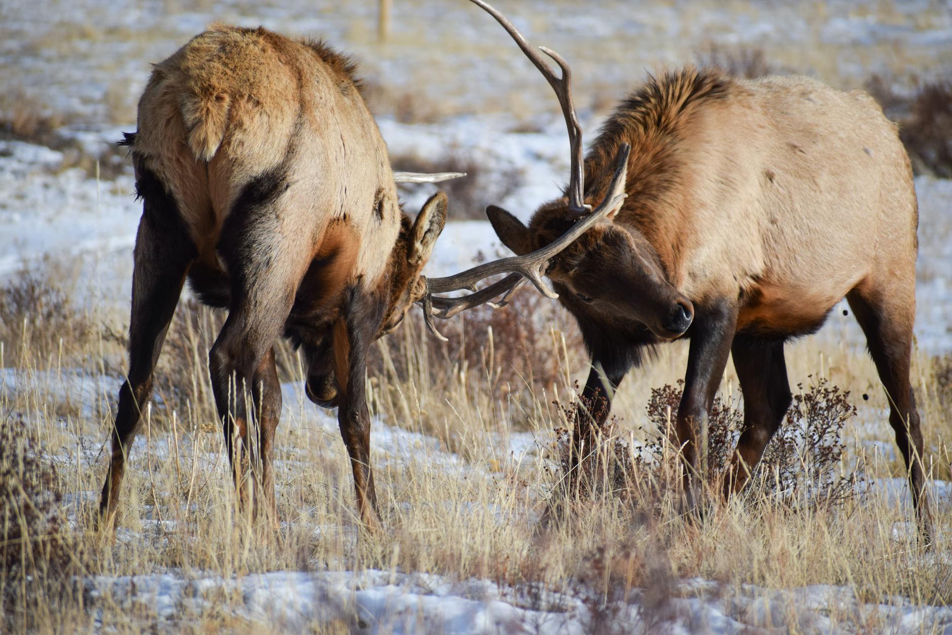 rocky mountain elk s figiting with their horns