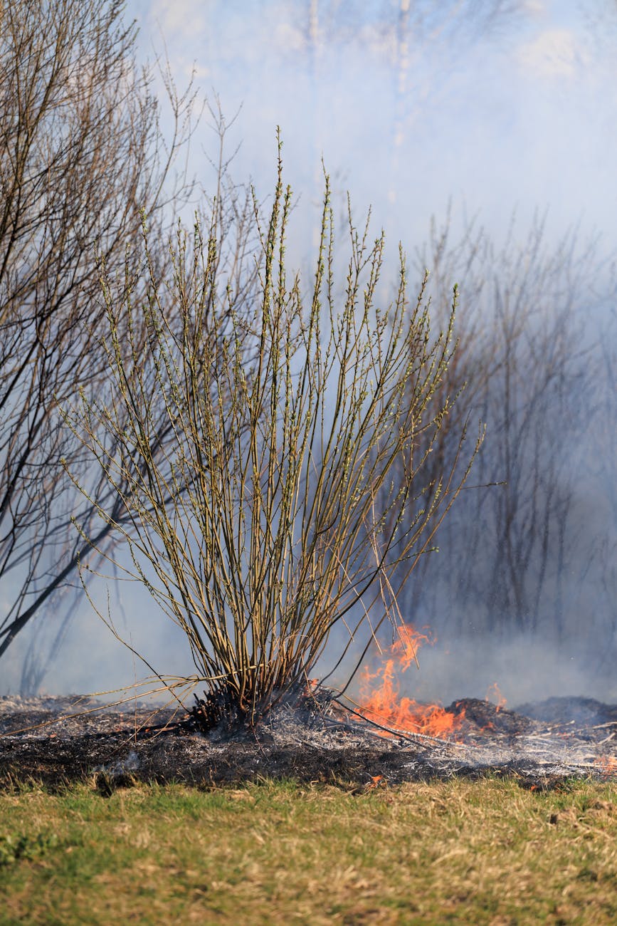 wildfire burning under dry reeds in sovetsk russia