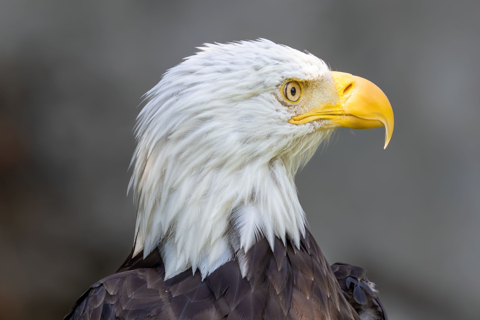 close up of bald eagle in providence ri