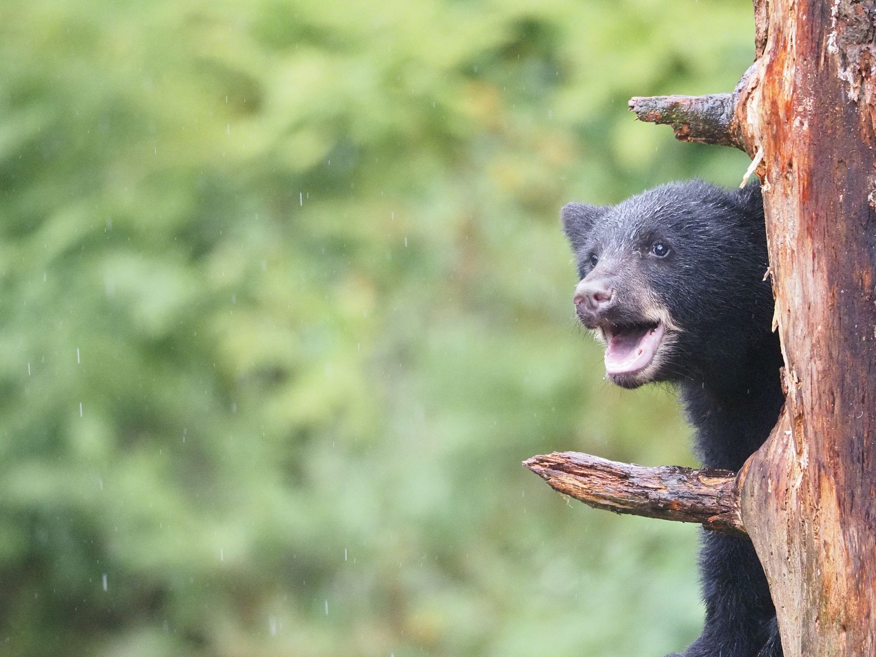playful black bear cub in wrangell alaska